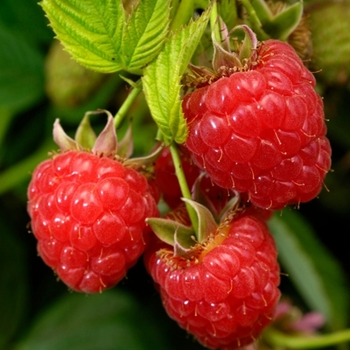 Rubus idaeus 'Caroline' 