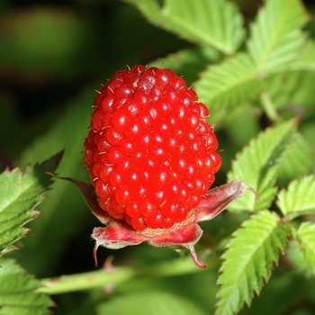 Rubus 'Killarney' 