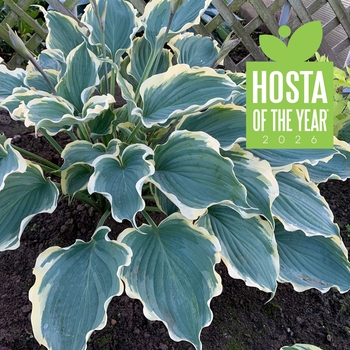 Hosta 'Hope Springs Eternal' PPAF, Can PBRAF