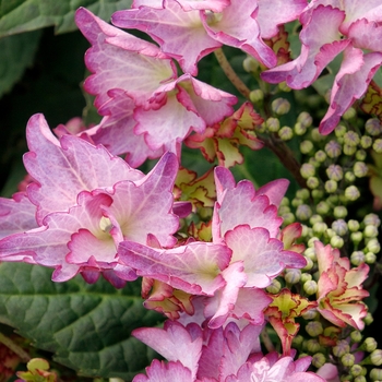 Hydrangea macrophylla 'CAMFRE29' PP35299
