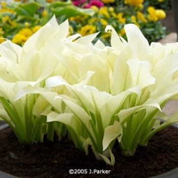 Hosta 'White Feather' 