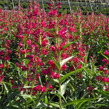 Penstemon barbatus 'Pristine Deep Rose' 