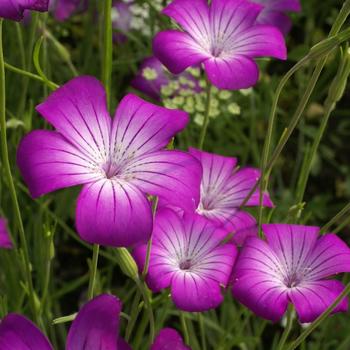 Agrostemma githago 'Purple Queen'