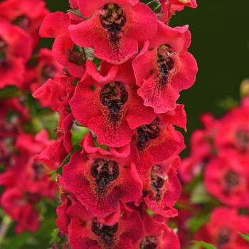 Angelonia angustifolia 'Balarcher' PP28459
