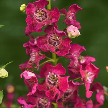 Angelonia angustifolia 'Balarchsia' 