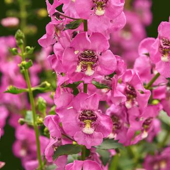 Angelonia angustifolia