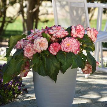 Begonia x tuberhybrida AmeriHybrid® 'Picotee White Pink' (298908)