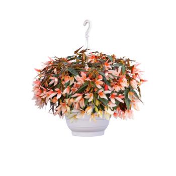 Begonia boliviensis 'Groovy Salmon Bicolor' 