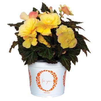 Begonia boliviensis 'Bacio Lemon' 