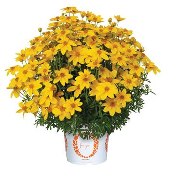 Bidens ferulifolium 'Bidy Boom Sunglow' 