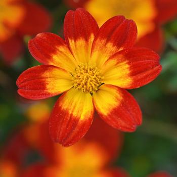 Bidens ferulifolia 'Compact Red with Eye' 