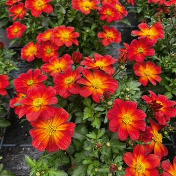 Bidens ferulifolia Namid™ 'Compact Red with Eye' (298914)