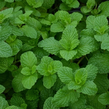 Mentha spicata 'Mojito Cocktail Mint' 