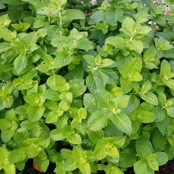 Mentha suaveolens