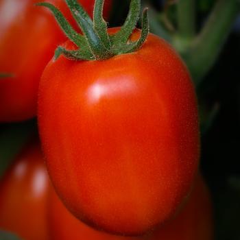 Lycopersicon esculentum 'Buena Vista' 