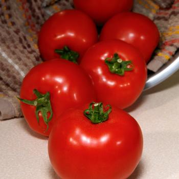 Lycopersicon esculentum 'Camaro' 