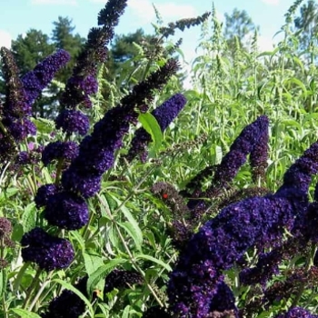 Buddleia 'PODARASNGA 9-15' 