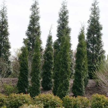 Thuja occidentalis 'SMTOTM' 