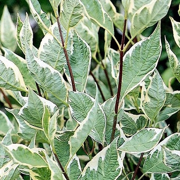Cornus alba 'Elegantissima' 