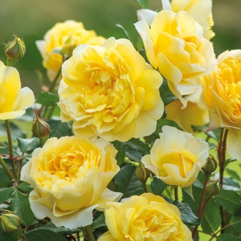 Rosa 'The Poet's Wife' 