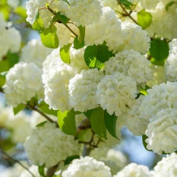 Viburnum japonicum