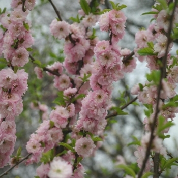 Prunus glandulosa