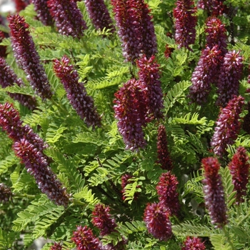 Amorpha nana