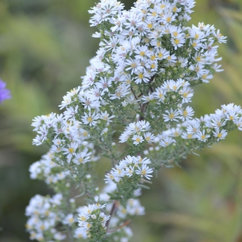Aster ericoides