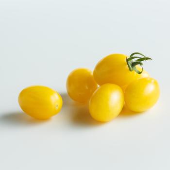 Lycopersicon 'Lemonstar' (298997)