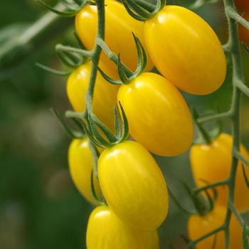 Lycopersicon 'Lemonstar' 