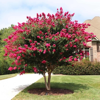 Lagerstroemia indica 'Whit III' PP10319