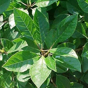 Ilex verticillata 'Jim Dandy' 