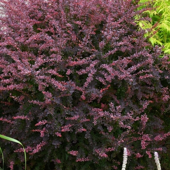 Berberis thunbergii 'Rose Glow' 