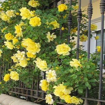 Rosa 'Golden Showers' 