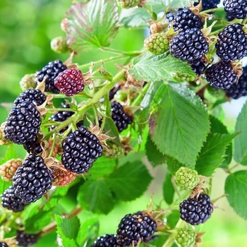 Rubus 'Osage' 