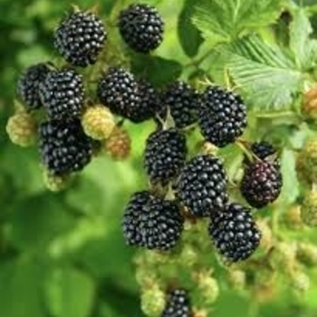 Rubus 'Sweet-Ark® Ponca' PPAF