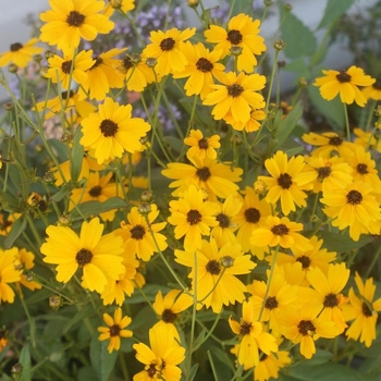 Coreopsis palustris 'Summer Sunshine' 