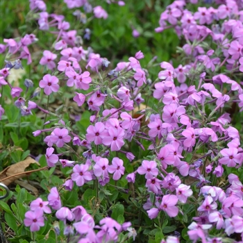 Phlox stolonifera 'Pink Ridge' 
