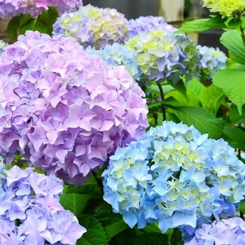 Hydrangea macrophylla 'COF HM3' PPAF
