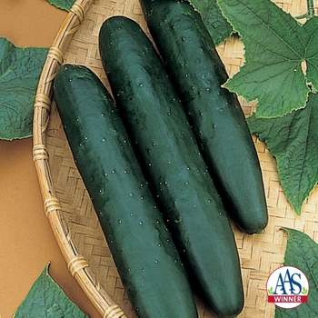 Cucumis sativus 'Sweet Success' 