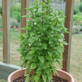 Ocimum basilicum 'Greek Columnar' 