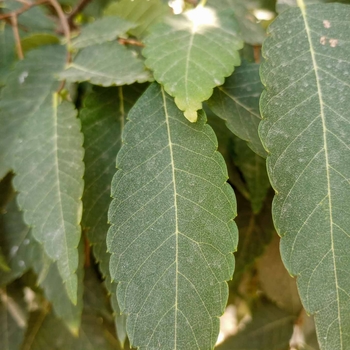 Zelkova serrata 'Village Green' 
