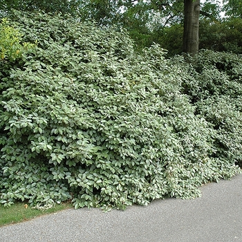 Elaeagnus x ebbingei
