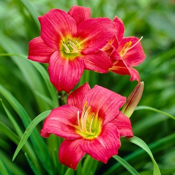 Hemerocallis 'Little Business' 