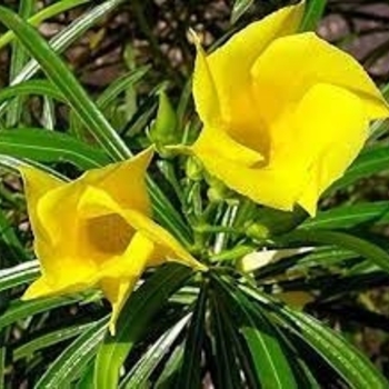Nerium oleander