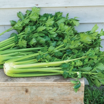 Apium graveolens