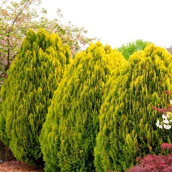 Thuja orientalis 'Aurea Nana' 