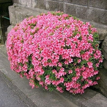 Rhododendron Satsuki Hybrid 'Chinzan' 