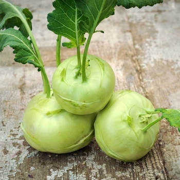 Brassica oleracea var. gongylodes 'Winner' 