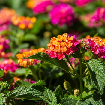 Lantana camara 'Irene' 